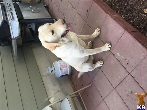 Labrador Retriever stud dog