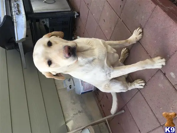 Labrador Retriever stud dog