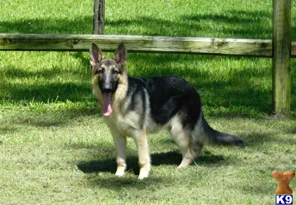 German Shepherd female dog
