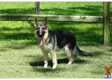 German Shepherd
