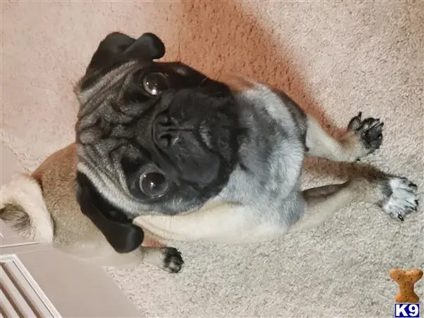 Pug stud dog