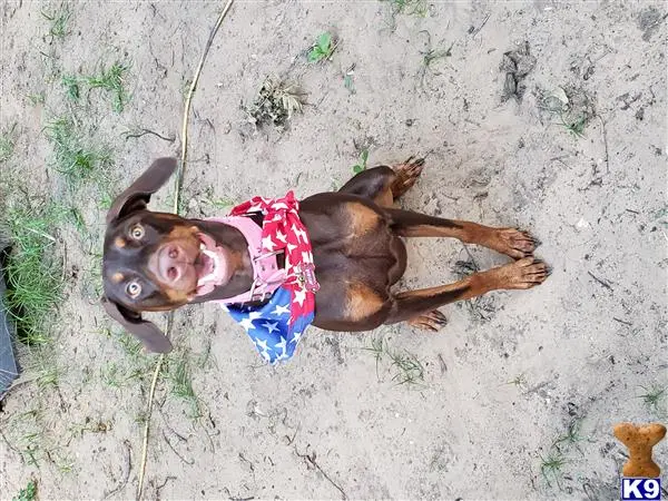 Doberman Pinscher female dog