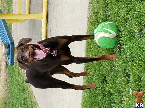 Doberman Pinscher female dog