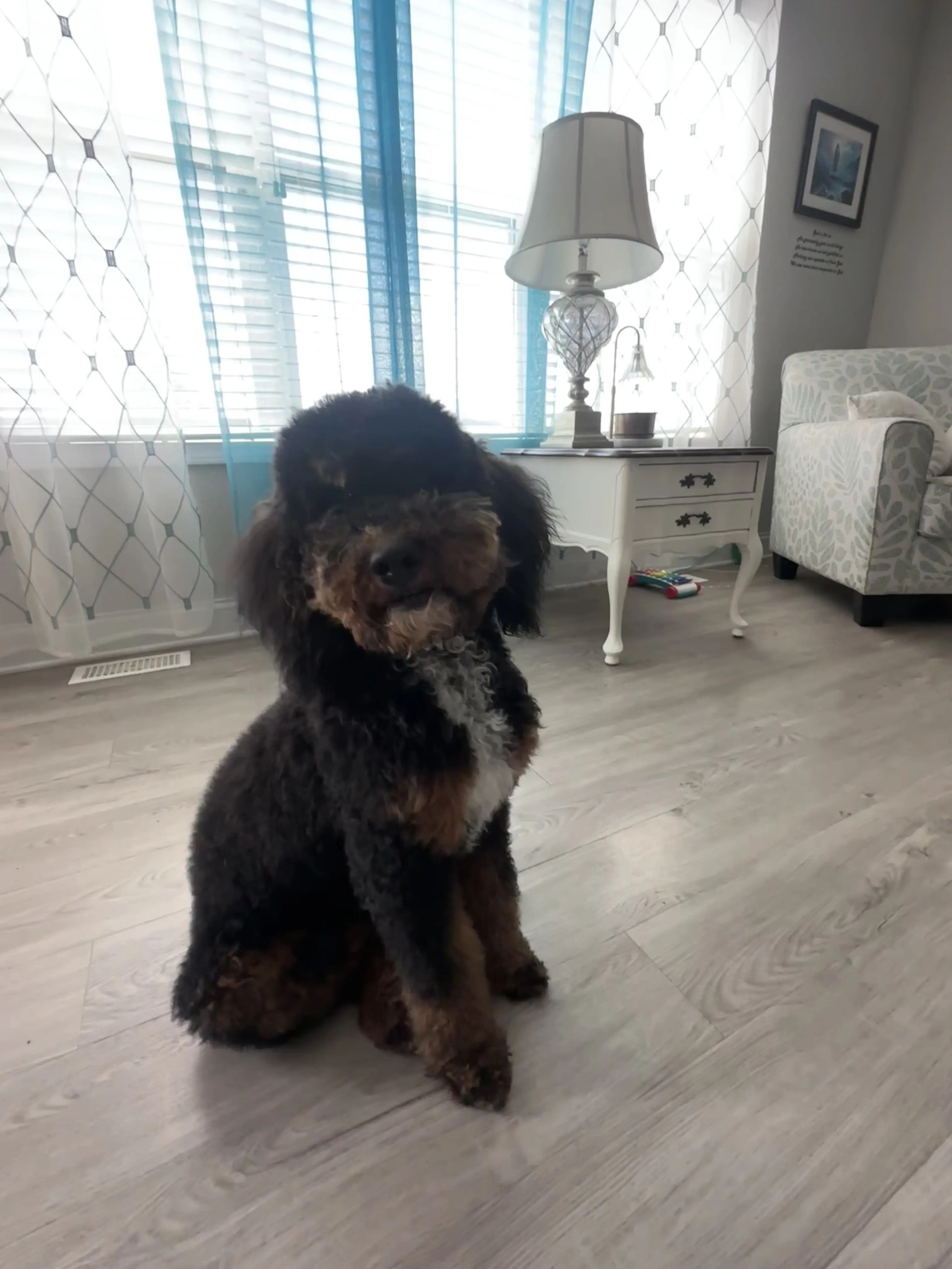 Poodle stud dog: Black and brown Poodle sitting indoors with natural light
