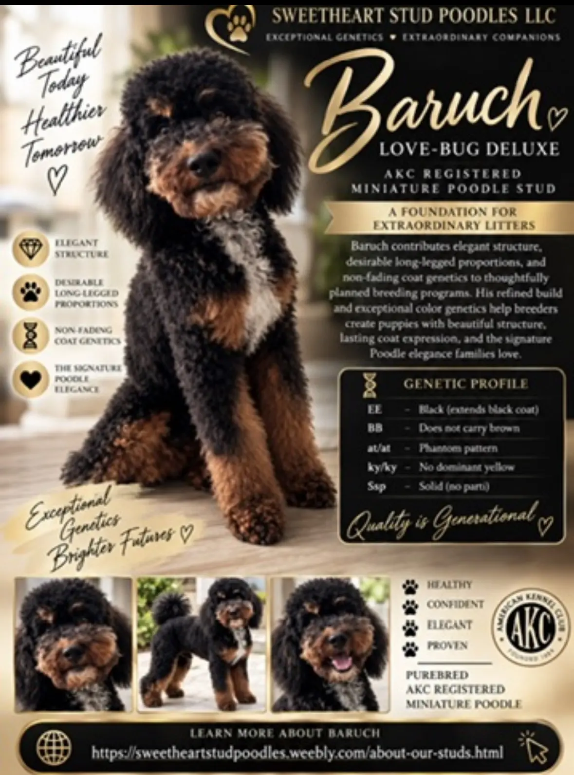 Poodle stud dog: Black and brown Poodle standing proudly against a light background