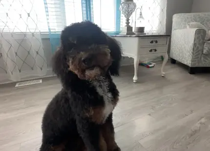 Poodle stud dog: Black and brown Poodle sitting indoors with natural light