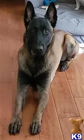 Belgian Malinois