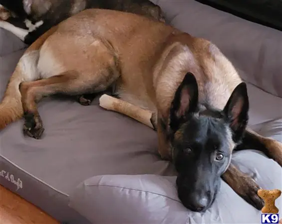 Belgian Malinois stud dog