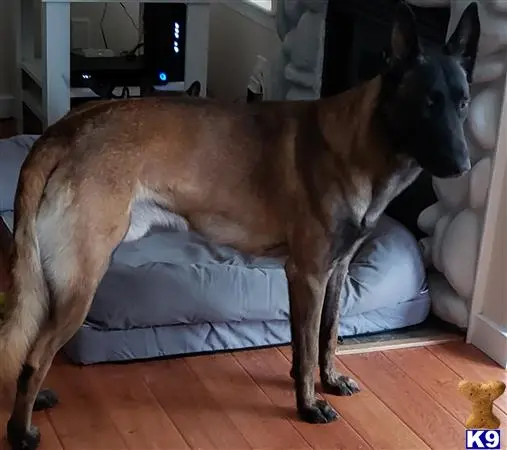 Belgian Malinois stud dog