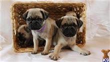 pug puppy posted by minellapiersons