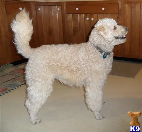 Goldendoodles stud dog