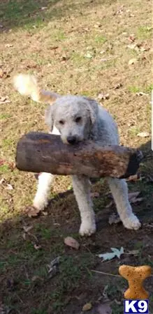 Goldendoodles stud dog