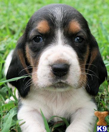 Basset Hound