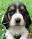 basset hound puppy posted by minilivestock