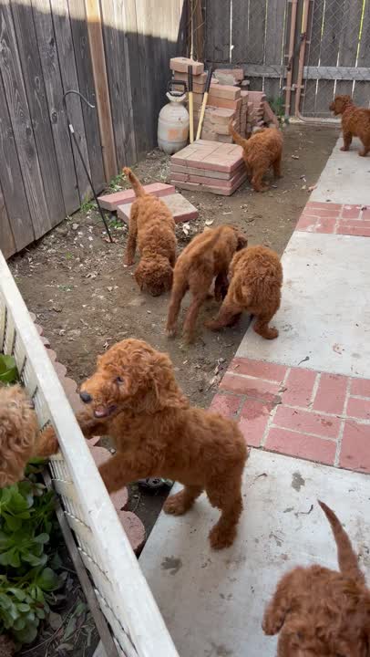 Goldendoodles puppy video