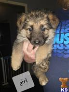 german shepherd puppy posted by minoust