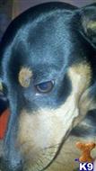 miniature pinscher puppy posted by minpintn