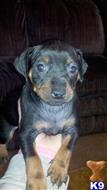 miniature pinscher puppy posted by minpintn
