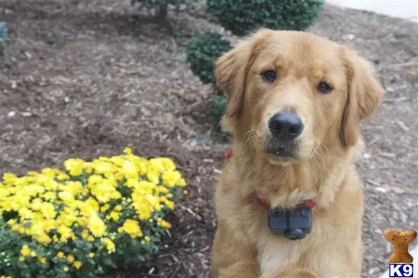 Golden Retriever female dog