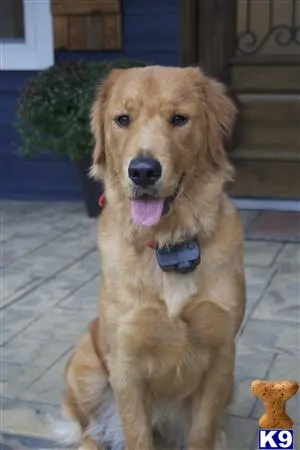 Golden Retriever female dog