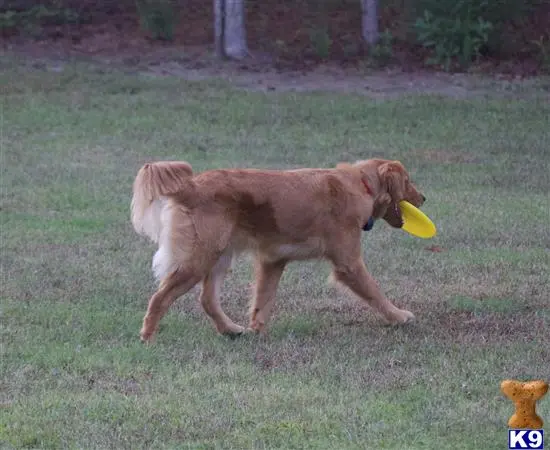 Golden Retriever female dog