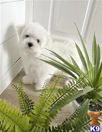 Maltese stud dog: a white maltese dog standing next to a plant