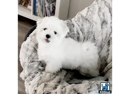 Maltese stud dog: a white maltese dog lying on a blanket