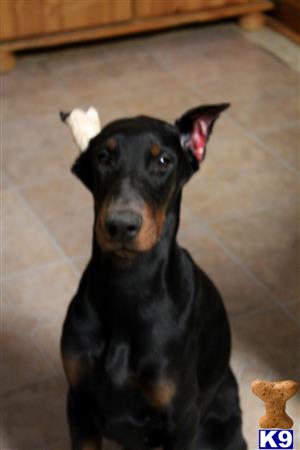 doberman pinscher puppy posted by mirai
