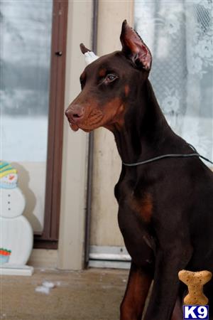 doberman pinscher puppy posted by mirai