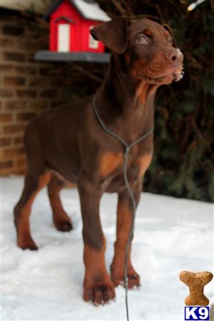 doberman puppies for sale in va doberman pinscher puppies for sale in virginia doberman puppies for sale in va doberman pinscher puppies for sale in virginia