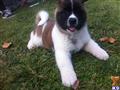 akita puppy posted by miramontes