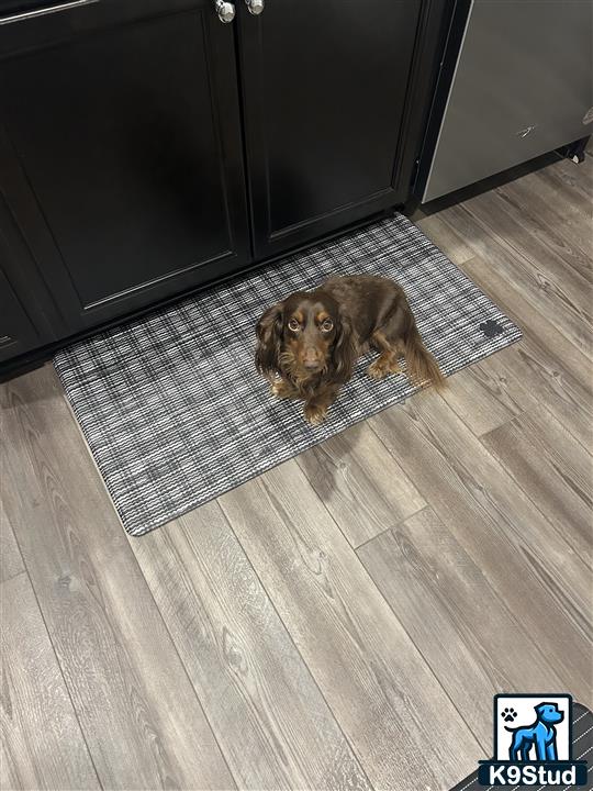 a dachshund dog lying on a rug