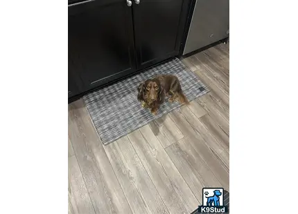 a dachshund dog lying on a rug