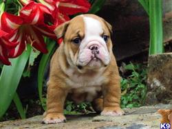bulldog puppy posted by miriammoore87