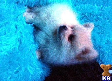 pomeranian puppy posted by miriellebrown