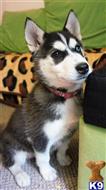 siberian husky puppy posted by mirriambest