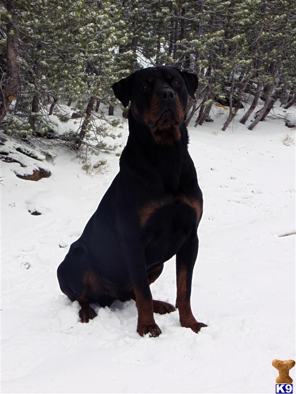 Rottweiler stud dog