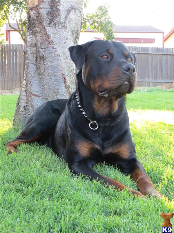 Rottweiler stud dog