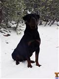 Rottweiler stud dog: Rottweiler sitting in snow among pine trees