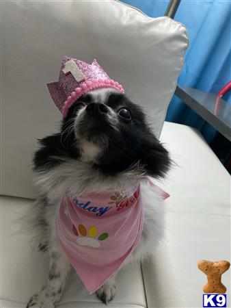 Pomeranian female dog