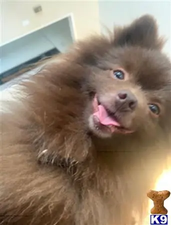 Pomeranian female dog