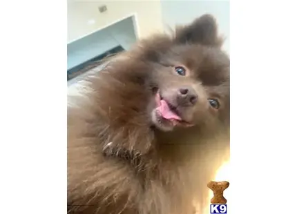 Pomeranian