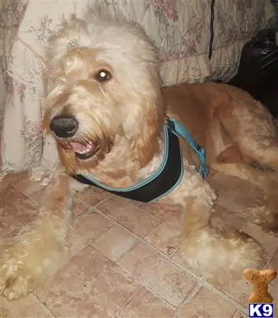 Goldendoodles stud dog