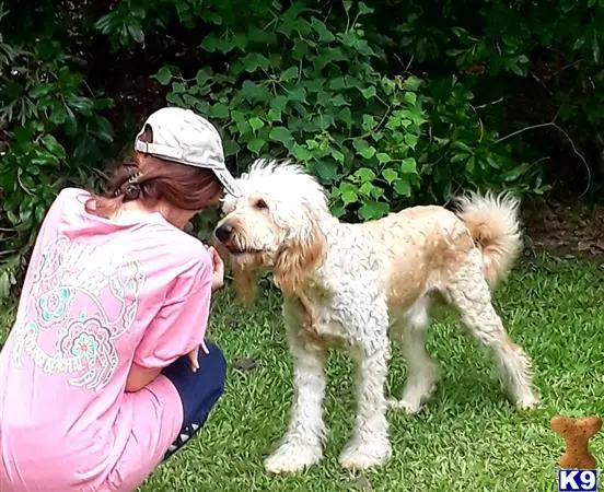 Goldendoodles stud dog