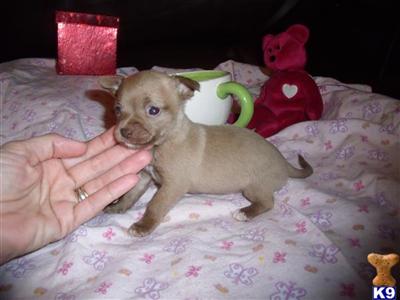 chihuahua puppies for sale in ky chihuahua puppy for sale tiny teacup and chihuahuas for sale in ky 8 years chihuahua puppies for sale in ky chihuahua puppy for sale tiny teacup and chihuahuas for sale in ky 8 years