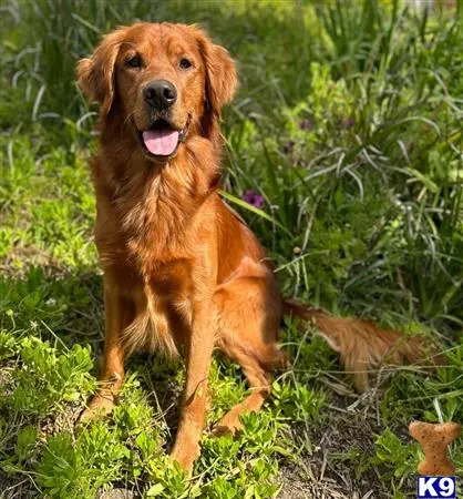 Golden Retriever stud dog