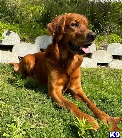 Golden Retriever stud dog