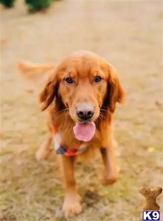 Golden Retriever stud dog