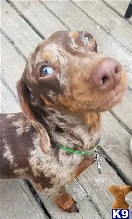 Dachshund stud dog