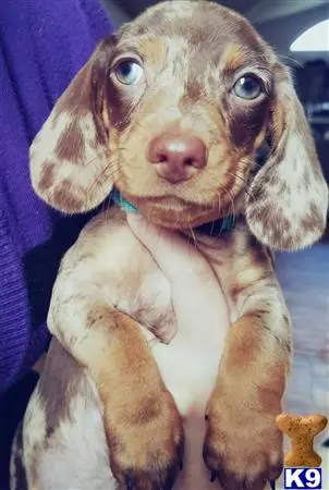 Dachshund stud dog